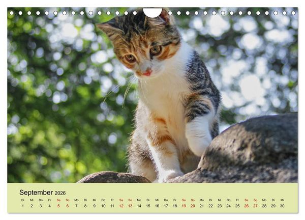 Produktbild: Junge Katzen im Wald (Wandkalender 2026 DIN A4 quer), CALVENDO Monatskalender