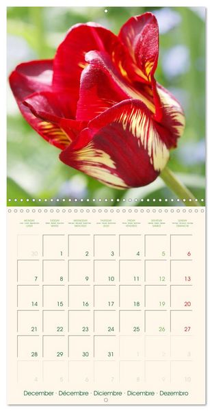 Produktbild: Tulipes charmantes et fra&icirc;ches (Calendrier mural carr&eacute; 2026 30x30 cm) Calendrier double avec une page pour vos prises de notes
