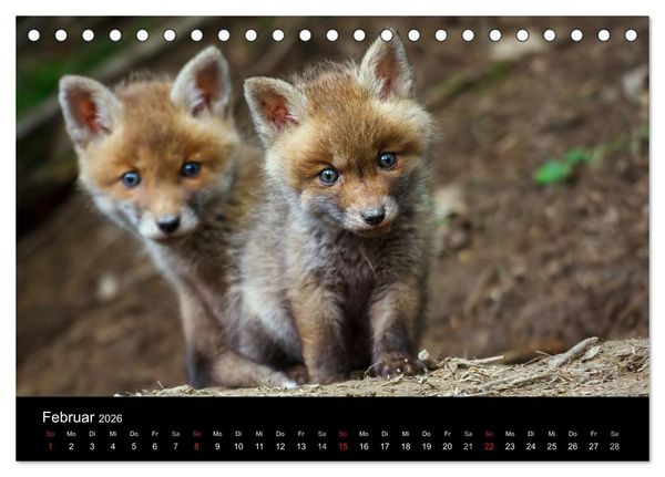Produktbild: F&uuml;chse in freier Natur (Tischkalender 2026 DIN A5 quer), CALVENDO Monatskalender