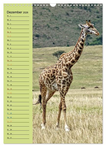 Produktbild: Giraffen. Voller Stolz und Grazie (Wandkalender 2026 DIN A3 hoch), CALVENDO Monatskalender