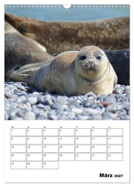 Produktbild: Liebenswerte Robben (Wandkalender 2027 DIN A3 hoch), CALVENDO Monatskalender