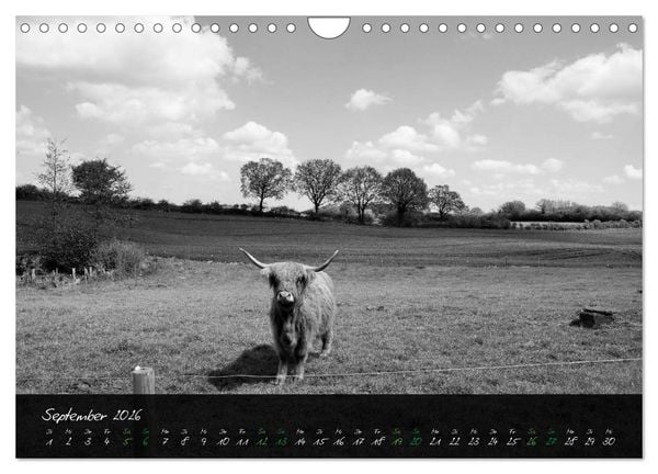 Produktbild: Highland Cattle vom Nordlicht - Faszination Hochland Rind (Wandkalender 2026 DIN A4 quer), CALVENDO Monatskalender