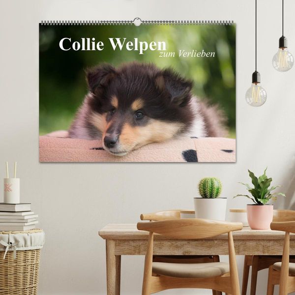 Produktbild: Collie Welpen zum Verlieben (Wandkalender 2026 DIN A2 quer), CALVENDO Monatskalender