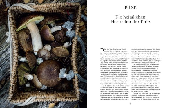 Produktbild: Into the Woods: Pilze suchen und Gl&uuml;ck finden