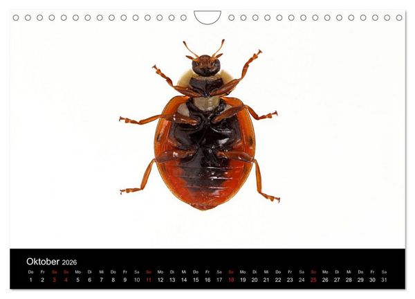 Produktbild: Viel Gl&uuml;ck - Marienk&auml;fer im Fotostudio (Wandkalender 2026 DIN A4 quer), CALVENDO Monatskalender