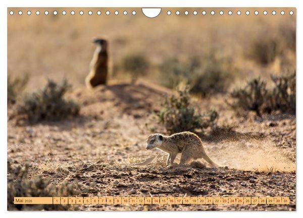 Produktbild: Afrikas Tierwelt - Erdm&auml;nnchen (Wandkalender 2026 DIN A4 quer), CALVENDO Monatskalender
