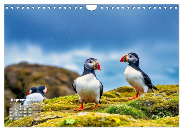Produktbild: Tieftaucher Papageitaucher (Wandkalender 2026 DIN A4 quer), CALVENDO Monatskalender