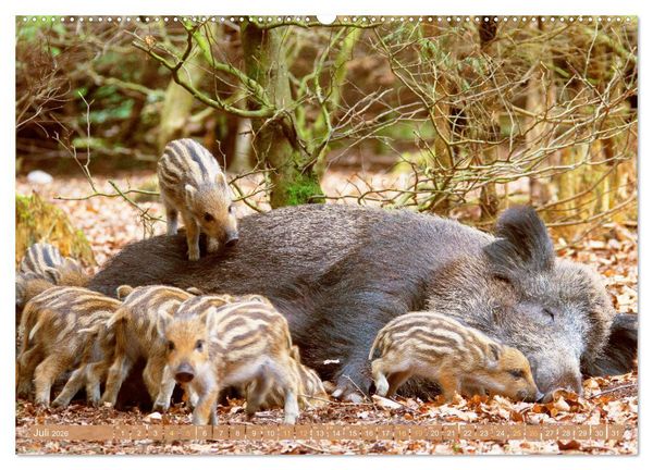 Produktbild: Wildtiere des Waldes: Hier wird der Mythos Wald lebendig (Wandkalender 2026 DIN A2 quer), CALVENDO Monatskalender