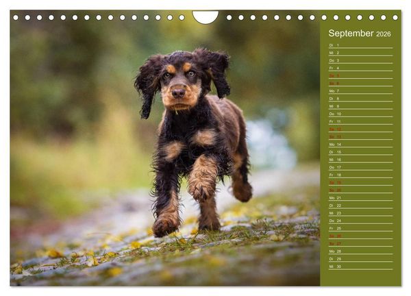 Produktbild: Englische Cocker Spaniel Welpen (Wandkalender 2026 DIN A4 quer), CALVENDO Monatskalender