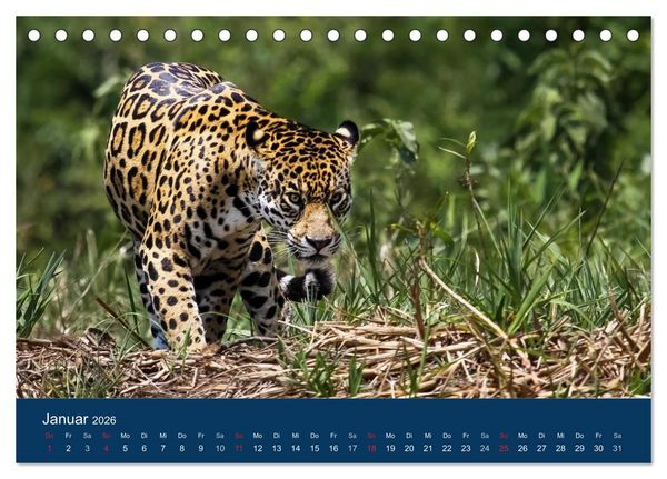 Produktbild: Brasilien tierisch gut 2026 (Tischkalender 2026 DIN A5 quer), CALVENDO Monatskalender