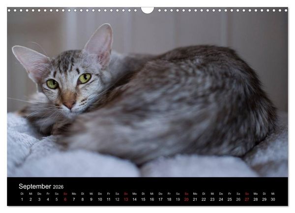 Produktbild: Orientalische Katzen (Wandkalender 2026 DIN A3 quer), CALVENDO Monatskalender