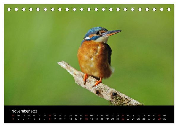 Produktbild: Der Eisvogel...fliegendes Juwel (Tischkalender 2026 DIN A5 quer), CALVENDO Monatskalender
