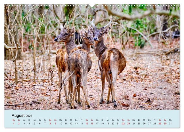 Produktbild: Indonesien - Die kleinen Sundainseln (hochwertiger Premium Wandkalender 2026 DIN A2 quer), Kunstdruck in Hochglanz