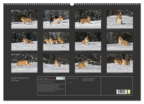 Produktbild: Collie Welpen im Schnee (Wandkalender 2026 DIN A2 quer), CALVENDO Monatskalender