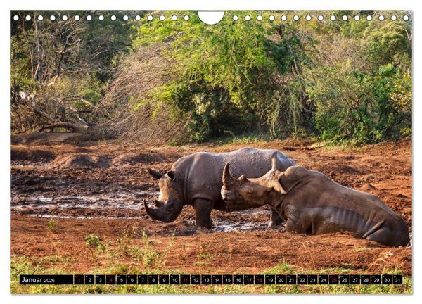 Produktbild: Afrikas Tierwelt: Nash&ouml;rner (Wandkalender 2026 DIN A4 quer), CALVENDO Monatskalender