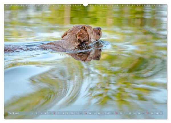 Produktbild: Labradore im Wasser (Wandkalender 2027 DIN A2 quer), CALVENDO Monatskalender