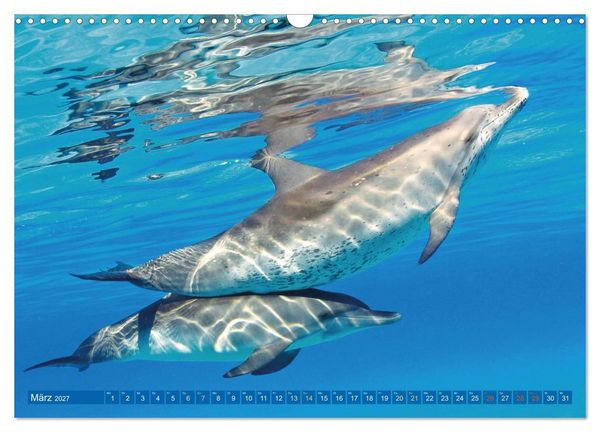 Produktbild: Delfine: Elegante Wellenreiter (Wandkalender 2027 DIN A3 quer), CALVENDO Monatskalender
