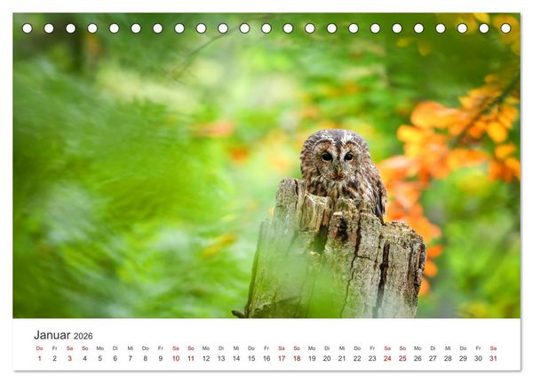 Produktbild: Eulen - Wachsame und geheimnisvolle Augen (Tischkalender 2026 DIN A5 quer), CALVENDO Monatskalender