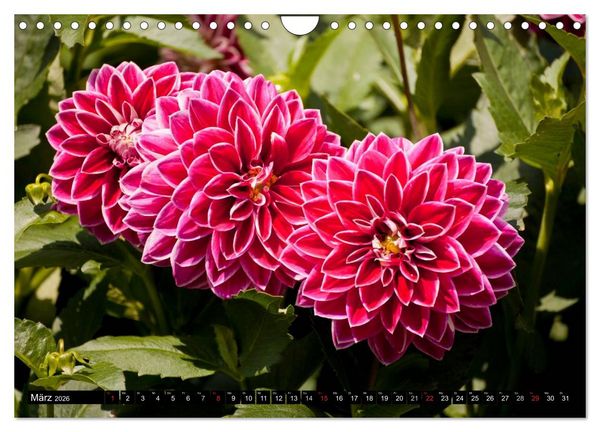 Produktbild: Dahlia - Dahlien (Wandkalender 2026 DIN A4 quer), CALVENDO Monatskalender