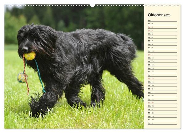 Produktbild: Altdeutsche H&uuml;tehunde - Fast vergessen (Wandkalender 2026 DIN A2 quer), CALVENDO Monatskalender