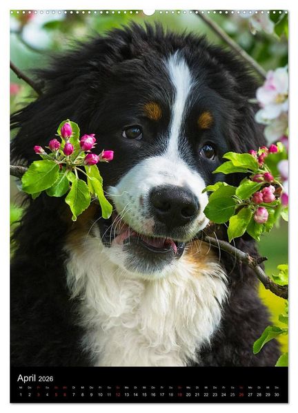 Produktbild: Faszination Berner Sennenhund (hochwertiger Premium Wandkalender 2026 DIN A2 hoch), Kunstdruck in Hochglanz