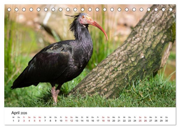 Produktbild: Der Waldrapp - Ein skurriler Vogel (Tischkalender 2026 DIN A5 quer), CALVENDO Monatskalender