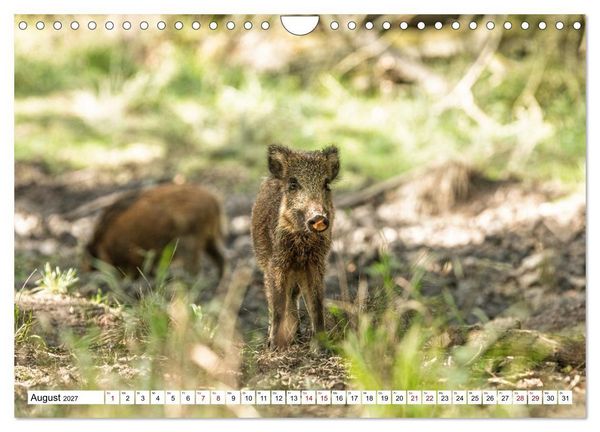 Produktbild: Wildtiere im M&uuml;ritz-Nationalpark (Wandkalender 2027 DIN A4 quer), CALVENDO Monatskalender