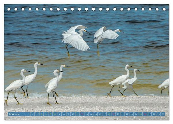 Produktbild: R&ouml;telreiher und Schmuckreiher (Tischkalender 2026 DIN A5 quer), CALVENDO Monatskalender