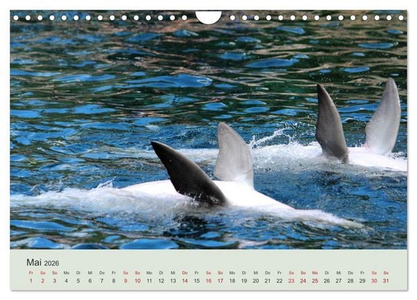 Produktbild: Die Welt der Delphine (Wandkalender 2026 DIN A4 quer), CALVENDO Monatskalender