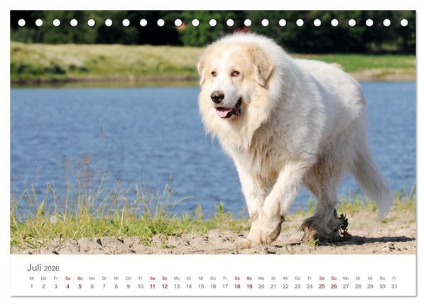 Produktbild: Pyren&auml;enberghunde (Tischkalender 2026 DIN A5 quer), CALVENDO Monatskalender