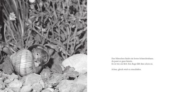 Produktbild: Das Apfelm&auml;uschen (Pappbilderbuch)