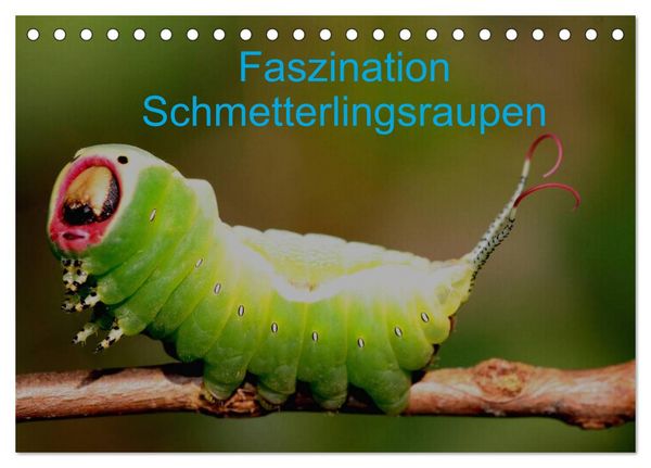 Produktbild: Faszination Schmetterlingsraupen (Tischkalender 2026 DIN A5 quer), CALVENDO Monatskalender