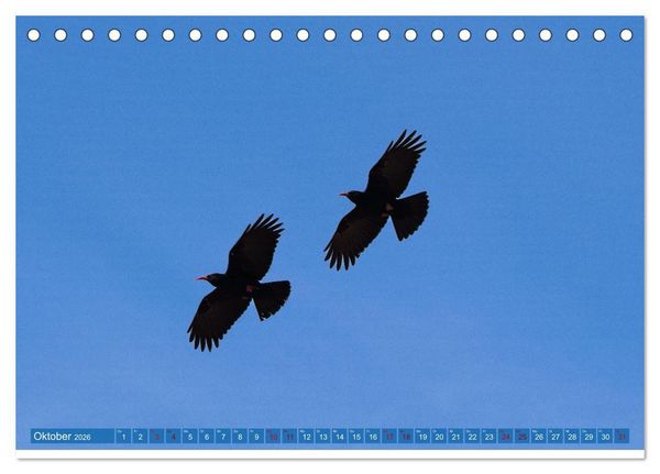 Produktbild: V&ouml;gel der Algarve (Tischkalender 2026 DIN A5 quer), CALVENDO Monatskalender