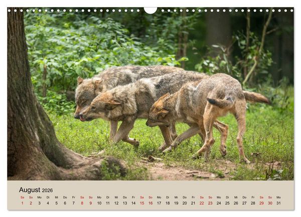 Produktbild: Wolfsrudel (Wandkalender 2026 DIN A3 quer), CALVENDO Monatskalender