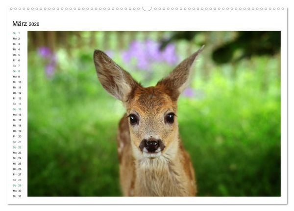 Produktbild: Rehkitze, zierliche Sch&ouml;nheiten mit gro&szlig;en, sanften Augen (hochwertiger Premium Wandkalender 2026 DIN A2 quer), Kunstdruck in Hochglanz