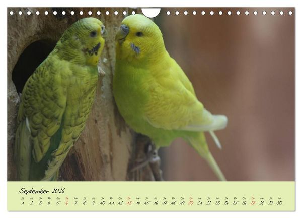 Produktbild: Wellensittiche - Gefiederte Freunde (Wandkalender 2026 DIN A4 quer), CALVENDO Monatskalender