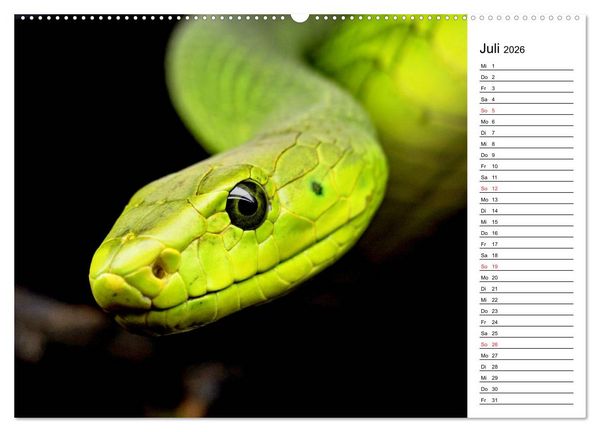 Produktbild: Schlangen. Lauern, kriechen, schlingen (Wandkalender 2026 DIN A2 quer), CALVENDO Monatskalender