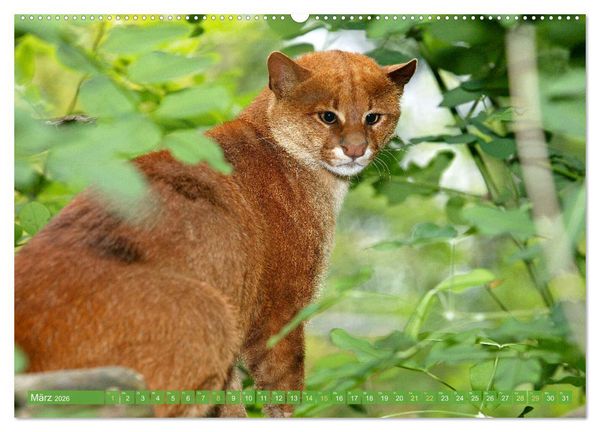 Produktbild: Raubkatzen: Geschmeidige J&auml;ger (Wandkalender 2026 DIN A2 quer), CALVENDO Monatskalender