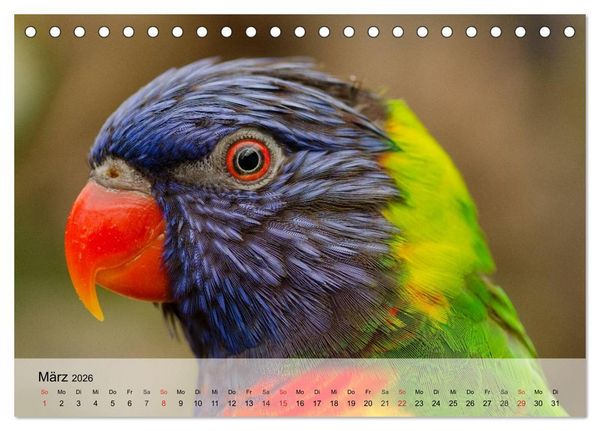 Produktbild: Regenbogen Papageien (Tischkalender 2026 DIN A5 quer), CALVENDO Monatskalender