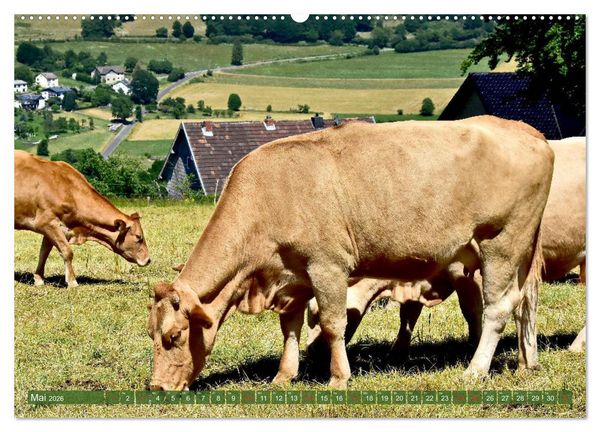 Produktbild: Eifeler Kuhwiesen (hochwertiger Premium Wandkalender 2026 DIN A2 quer), Kunstdruck in Hochglanz
