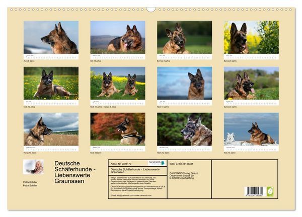 Produktbild: Deutsche Sch&auml;ferhunde - Liebenswerte Graunasen (Wandkalender 2026 DIN A2 quer), CALVENDO Monatskalender