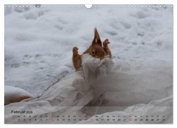 Produktbild: Spa&szlig; mit Eichh&ouml;rnchen! (Wandkalender 2026 DIN A3 quer), CALVENDO Monatskalender