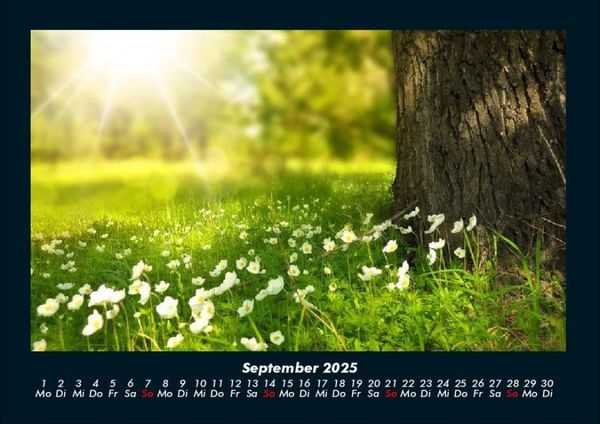 Produktbild: Blumentr&auml;ume 2025 Fotokalender DIN A4