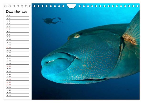 Produktbild: Tauchen - Abenteuer in Neptuns Wunderwelt (Wandkalender 2026 DIN A4 quer), CALVENDO Monatskalender