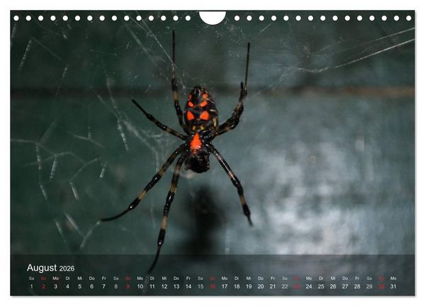 Produktbild: Faszination Spinnen (Wandkalender 2026 DIN A4 quer), CALVENDO Monatskalender