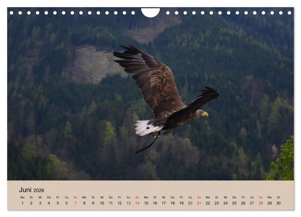 Produktbild: Der Steinadler. Majest&auml;tischer Greifvogel (Wandkalender 2026 DIN A4 quer), CALVENDO Monatskalender