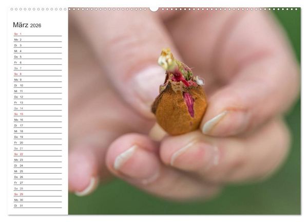 Produktbild: Emotionale Momente: Mandeln (Wandkalender 2026 DIN A2 quer), CALVENDO Monatskalender