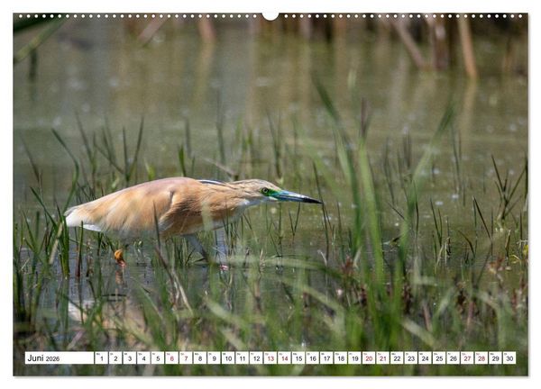 Produktbild: Vogelparadies Volvi-See (hochwertiger Premium Wandkalender 2026 DIN A2 quer), Kunstdruck in Hochglanz