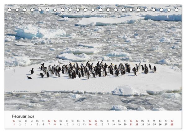 Produktbild: Pinguine - Die sympathischen Frack-Tr&auml;ger (Tischkalender 2026 DIN A5 quer), CALVENDO Monatskalender