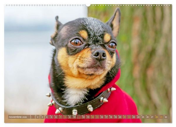 Produktbild: Chihuahua : petit, mais costaud (Calendrier mural 2026 DIN A2 vertical) calendrier de bureau